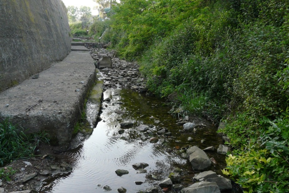 Rio Salivoli (Piombino) - rospi smeraldini in citt!